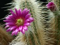 Thumbnail of 9999_Echinocereus longisetus Rayones_20070520_02(1).jpg
